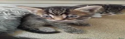 Mixed Breed cats for sale: Gorgeous Bengal x kittens for sale. - Advert 34