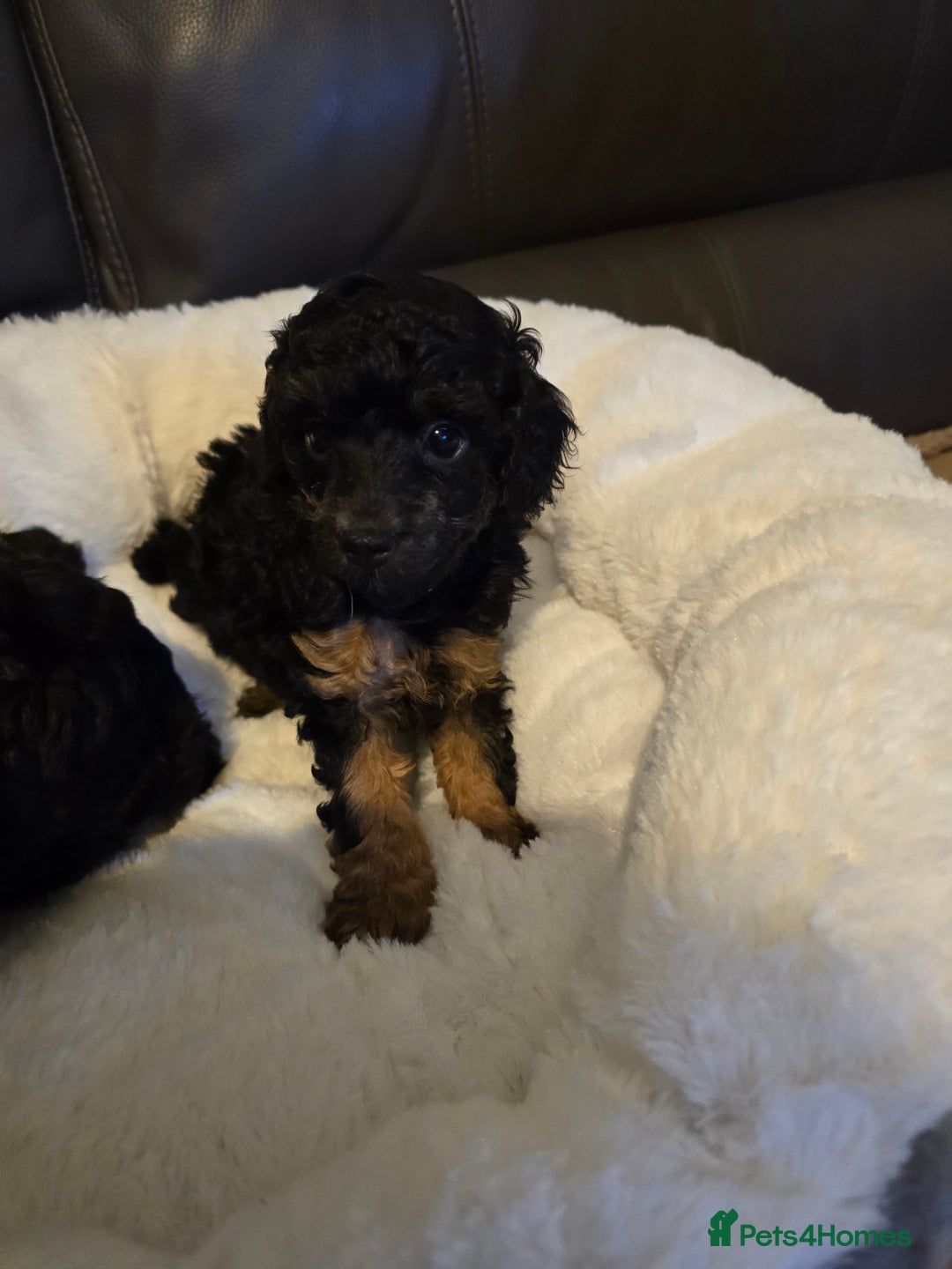 Miniature Poodle dogs for sale: 4 Amazing miniature poodles  - Advert 21