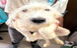 Mixed Breed dogs for adoption: Meet Petey, currently residing in Essex - Image 3