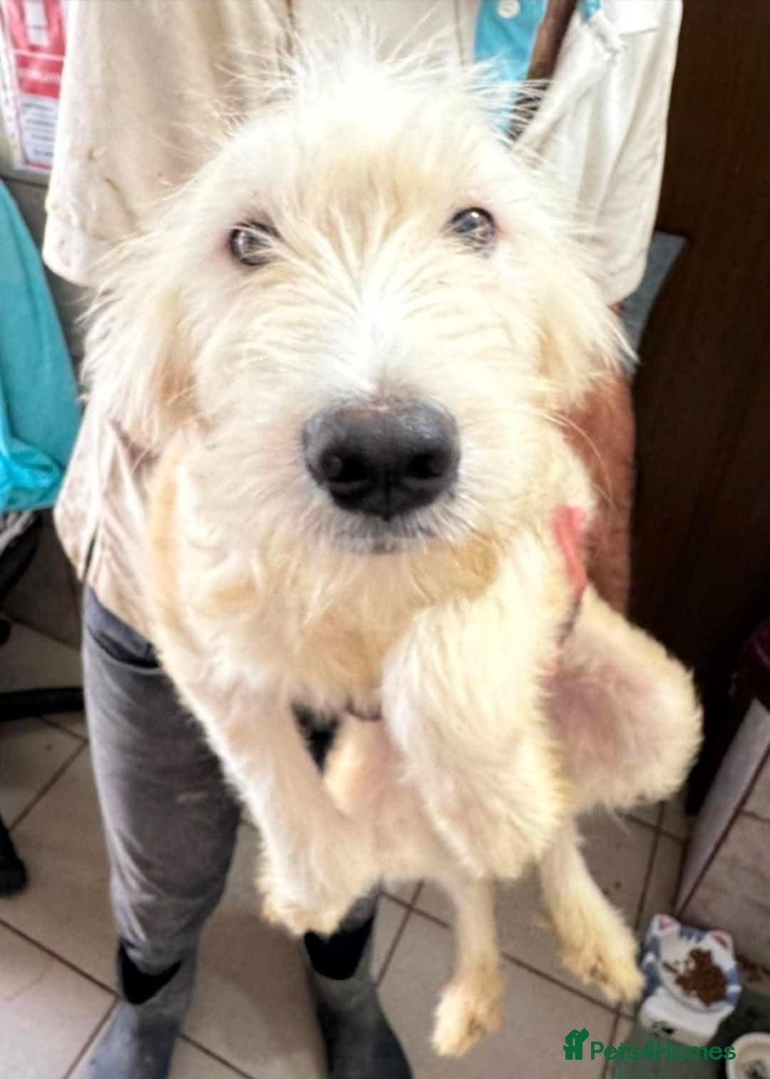 Mixed Breed dogs for adoption: Meet Petey, currently residing in Essex - Image 3