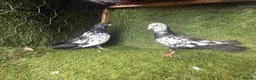 Pigeons birds for sale: Beautiful Vaccinated Pigeons – Quick Sale £20 - Advert 24