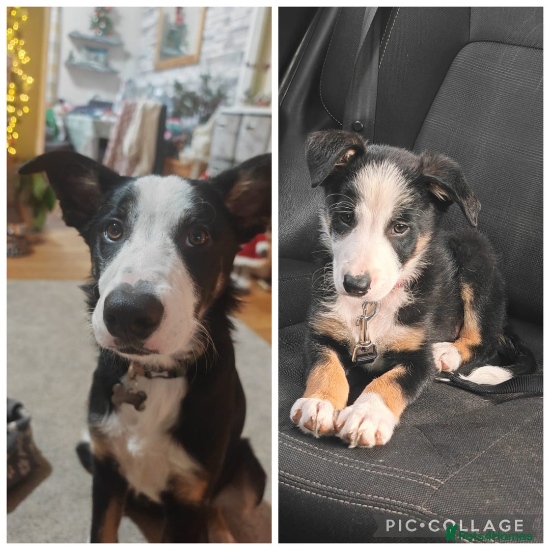 Border Collie dogs for sale: Border Collie Tri Colour - Advert 12