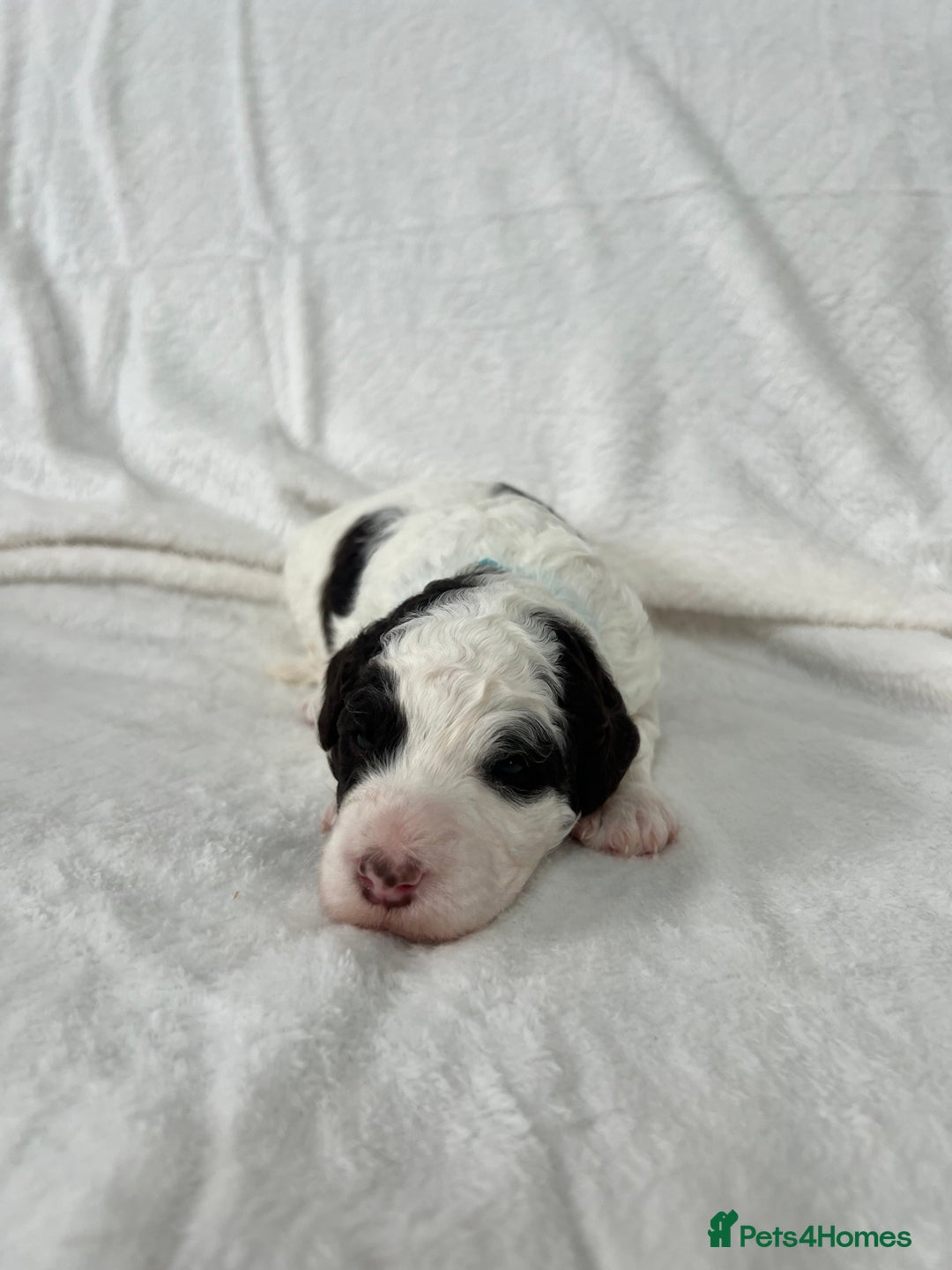 Goldendoodle dogs for sale: Beautiful litter of Goldendoodles  - Image 20