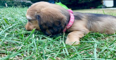 Miniature Dachshund dogs - Advert 11