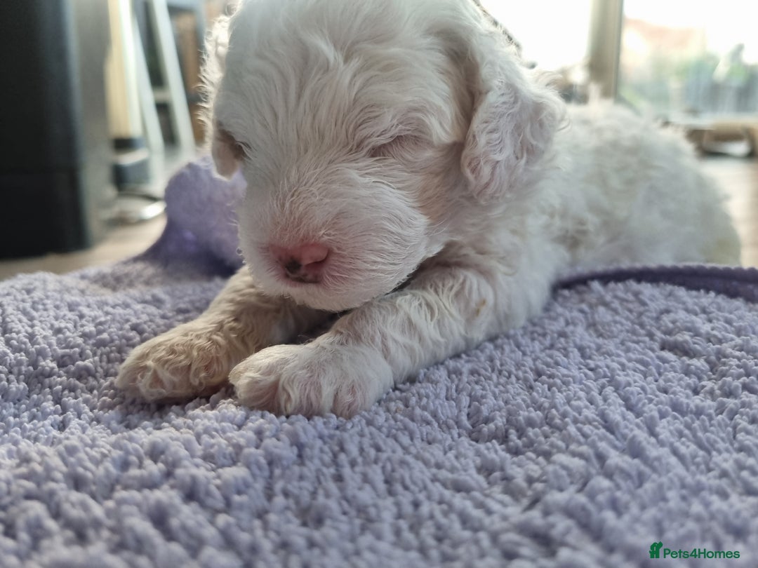 Toy Poodle dogs for sale: Toy poodle puppy - Advert 12