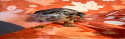 Miniature Dachshund dogs for sale: Stunning miniature dachshund pups - Advert 7