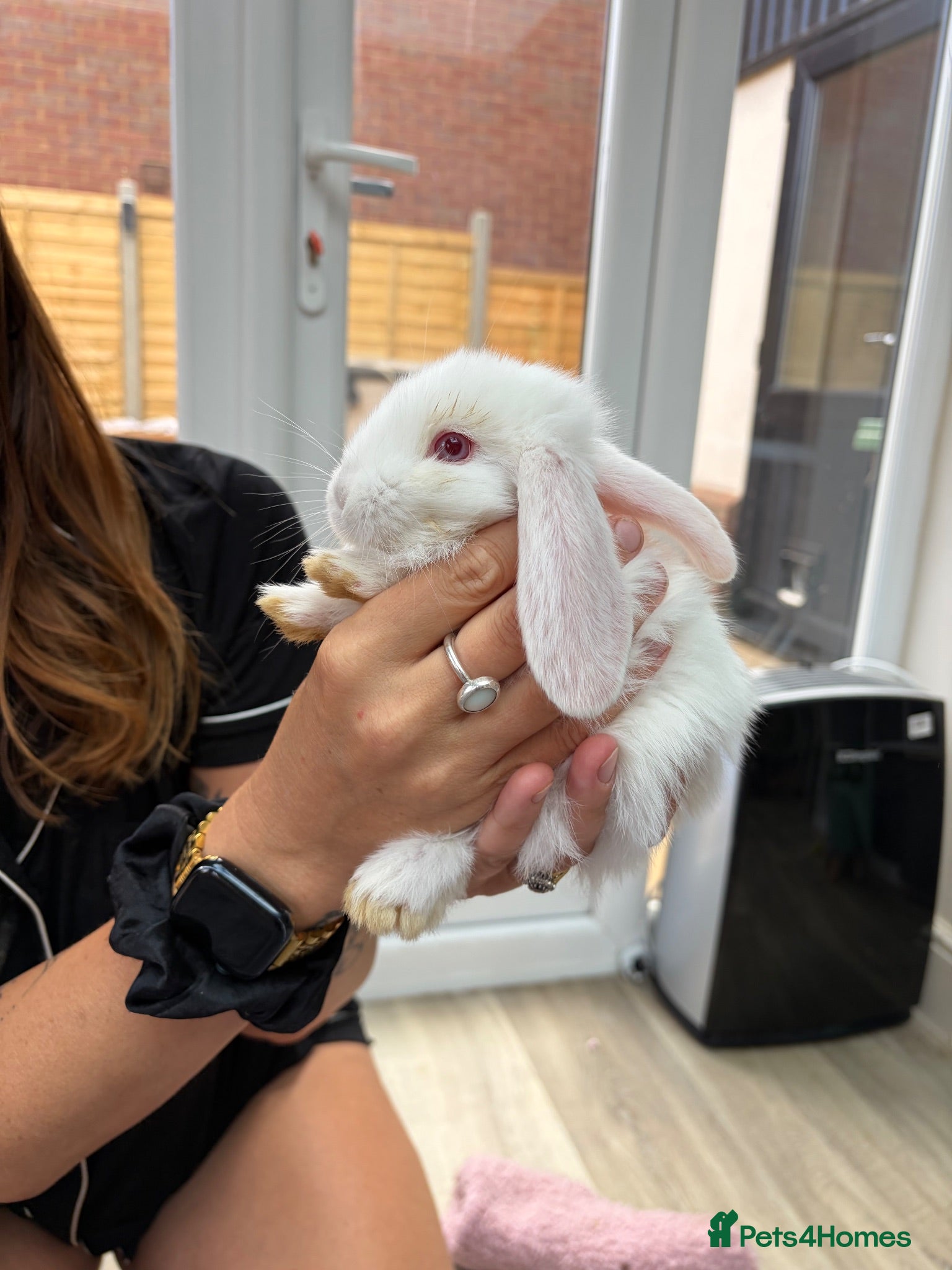 French Lop rabbits Baby French lops - Advert 2