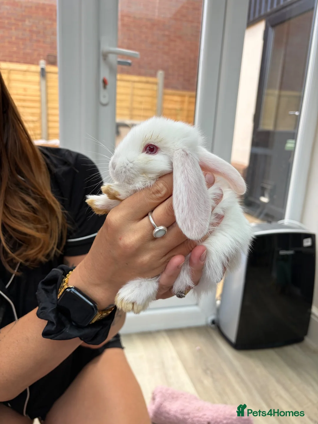 French Lop rabbits for sale: Baby French lops - Advert 2