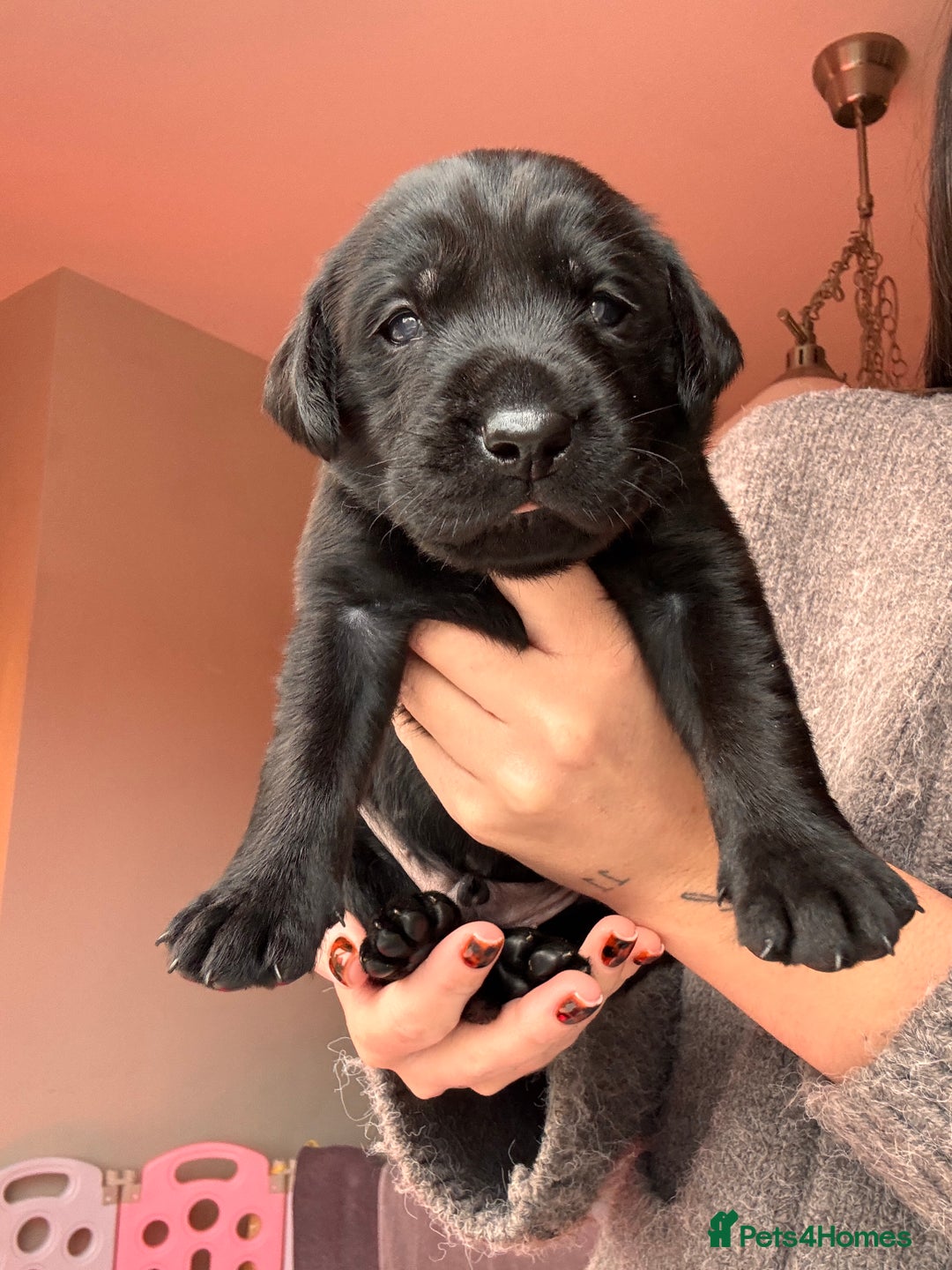 Labrador Retriever dogs for sale: Beautiful KC Labs / DRAKESHEAD - 1 BOY LEFT! - Advert 25