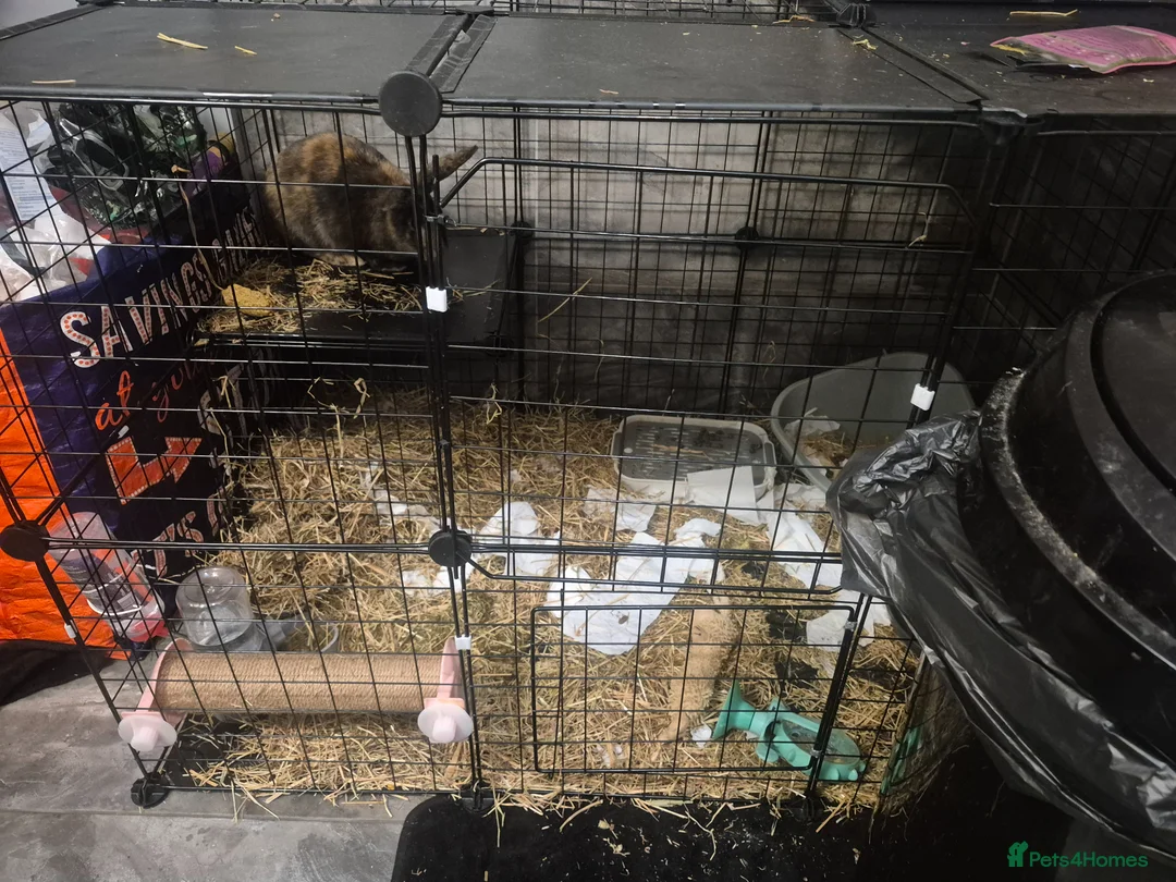 Lionhead rabbits for sale: Rabbit  in Gosport - Advert 2