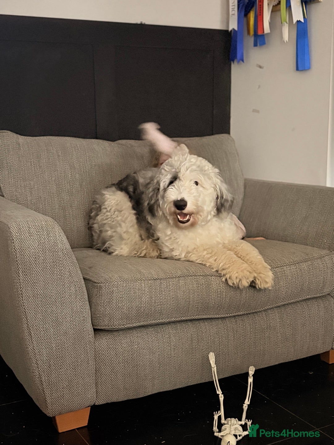 Sheepadoodle dogs for sale: Gorgeous sheepadoodle female  - Advert 1