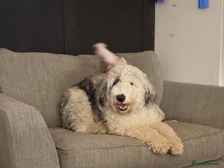 Sheepadoodle dogs Gorgeous sheepadoodle female - Advert 1