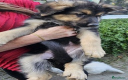 German Shepherd dogs for sale: German Sheperd long hair striaght back - Image 5
