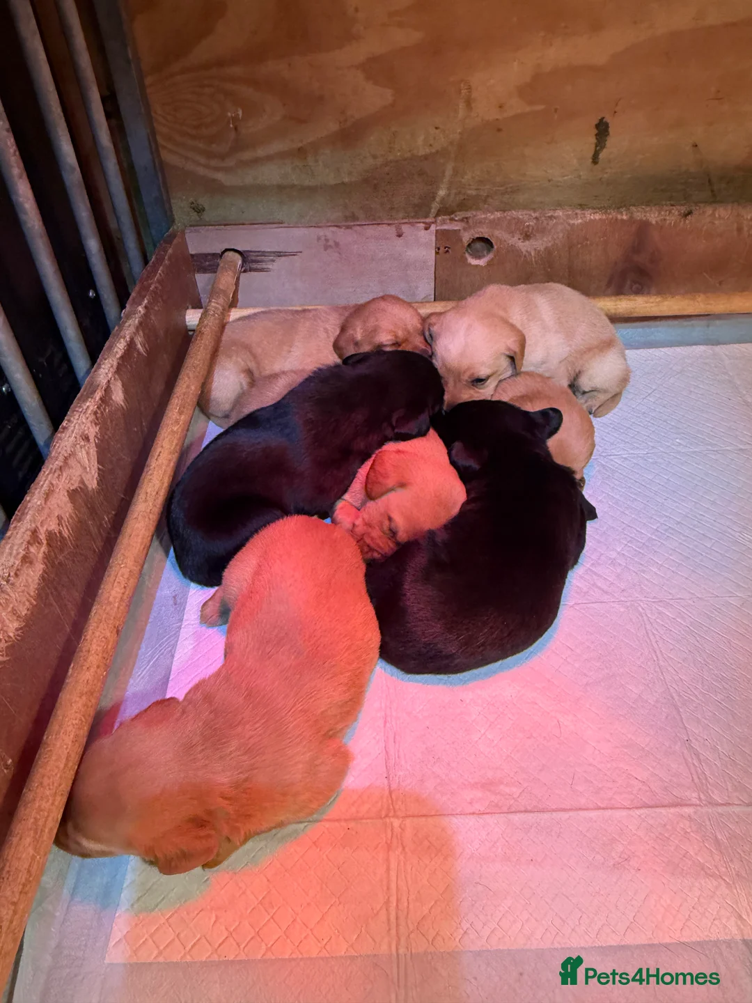 Labrador Retriever dogs for sale: Working Labrador's for sale.   - Advert 8