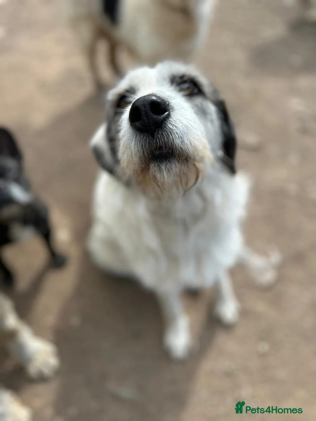 Mixed Breed dogs for adoption: Bella 🩷 - Advert 2