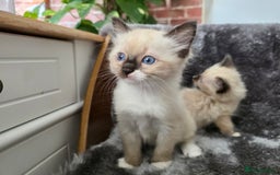 Ragdoll cats for sale: 2 male pure Ragdoll kittens ready now!  - Image 7