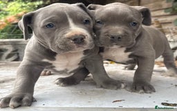 American Bully dogs for sale: Pocket bully puppies ready soon  - Image 7