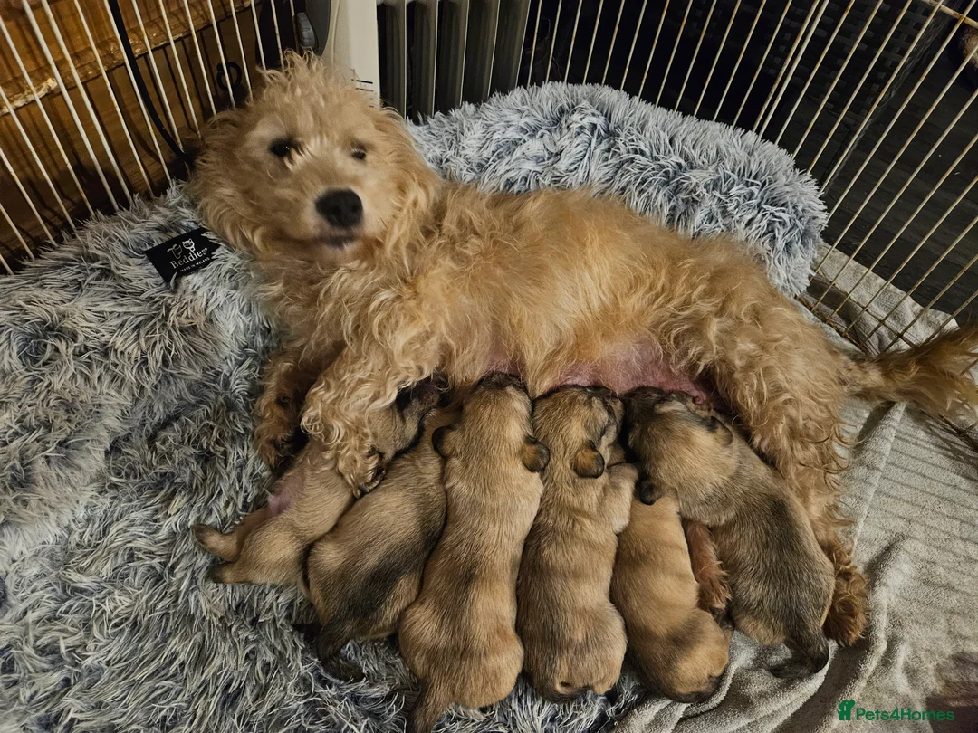 Glen of Imaal Terrier dogs for sale: Maximum dog in minimum frame! - Advert 1