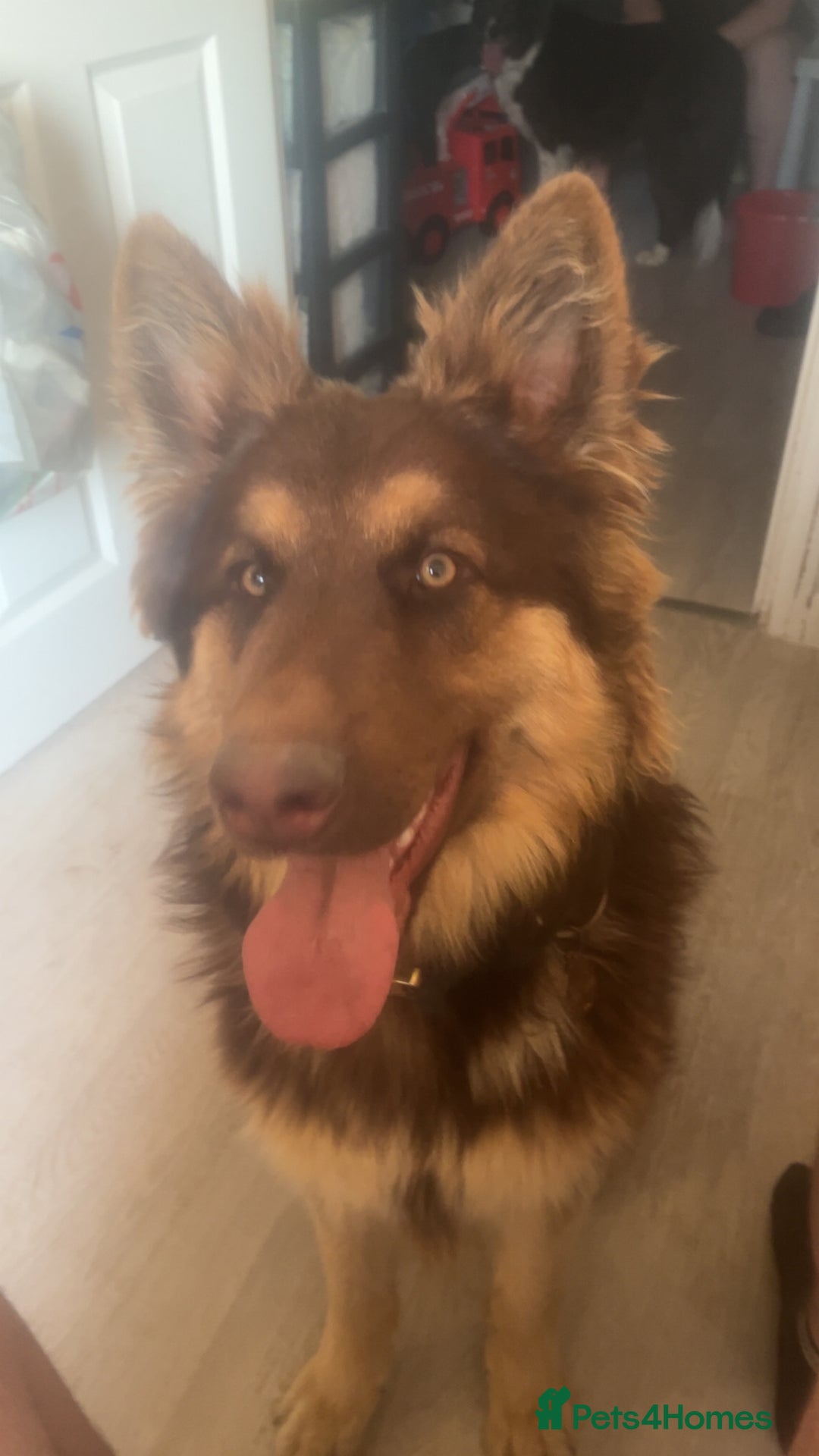 German Shepherd dogs for sale: German shepherd  - Advert 5