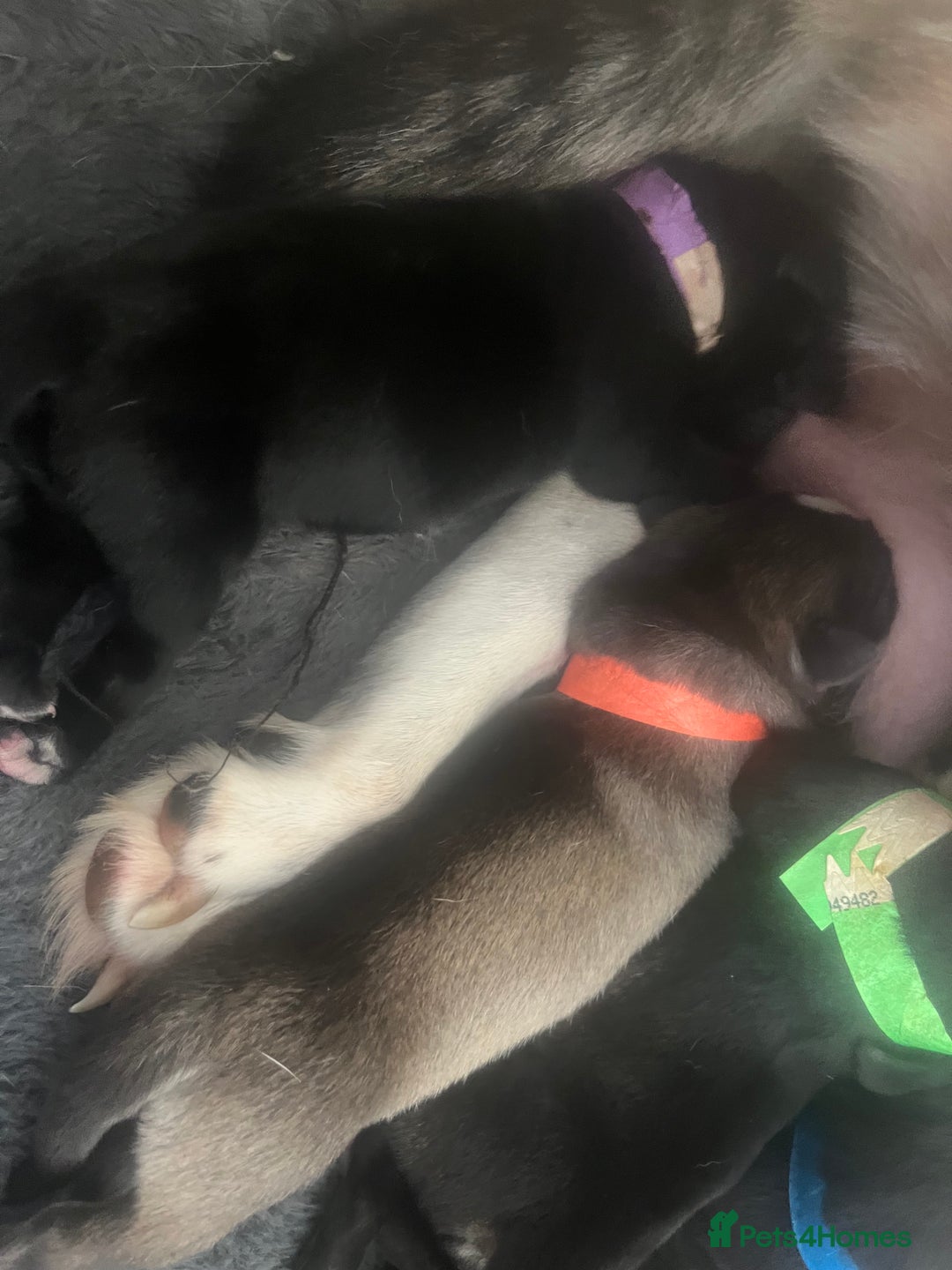 Mixed Breed dogs for sale: Husky/staffi/labrador  - Image 3