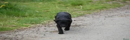 Labrador Retriever dogs for sale: Exceptional kc reg labradors  in Thirsk - Advert 7