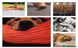 Golden Retriever dogs for sale: **True Gold** Pure Golden Retriever Puppies - Image 27