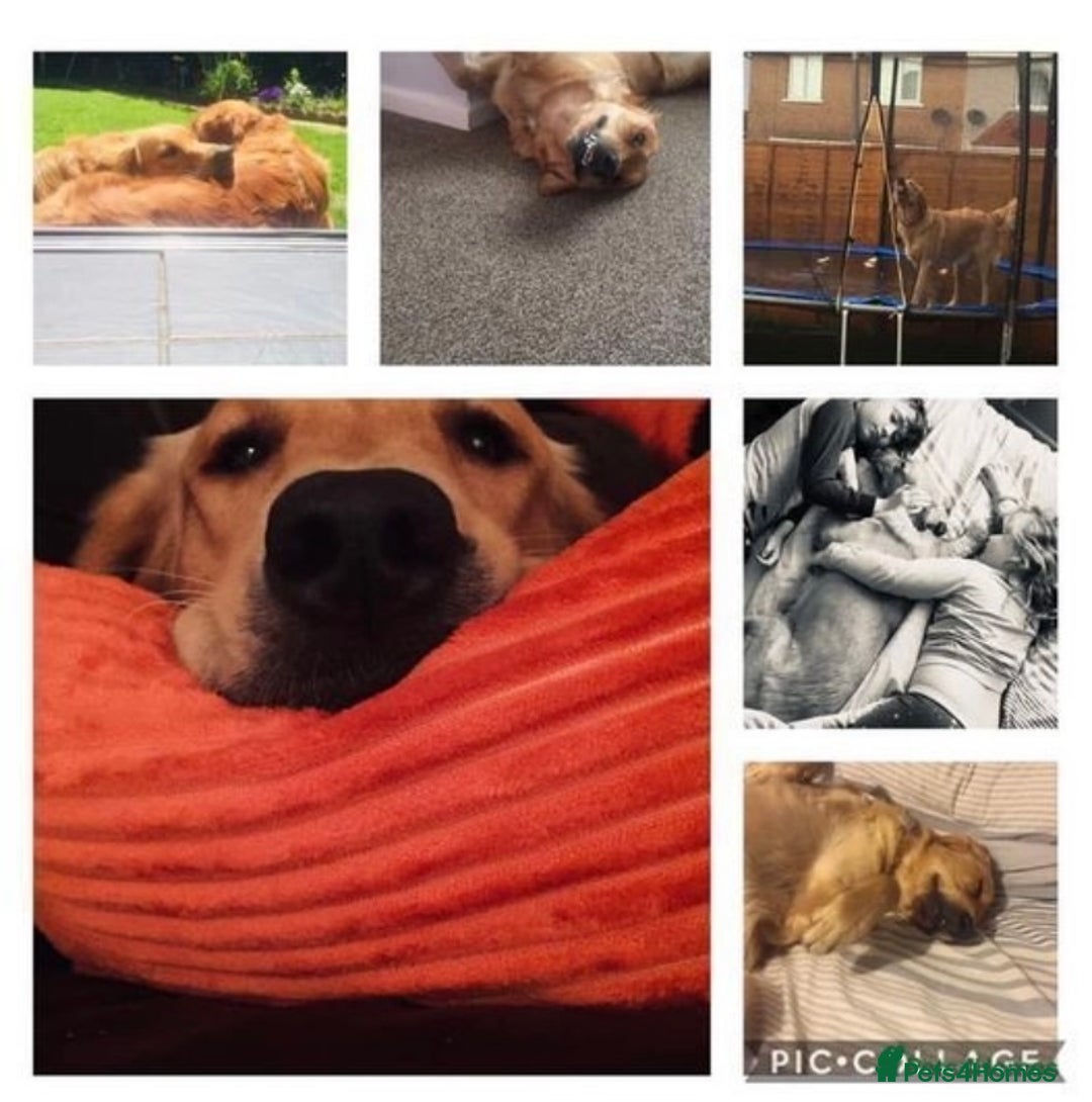 Golden Retriever dogs for sale: **True Gold** Pure Golden Retriever Puppies - Image 27