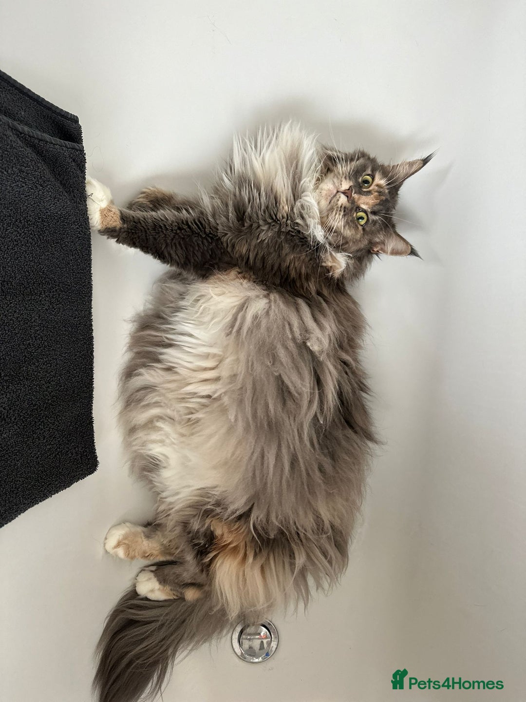 Maine Coon cats for sale: Pedigree registered female maine coon for sale - Advert 3