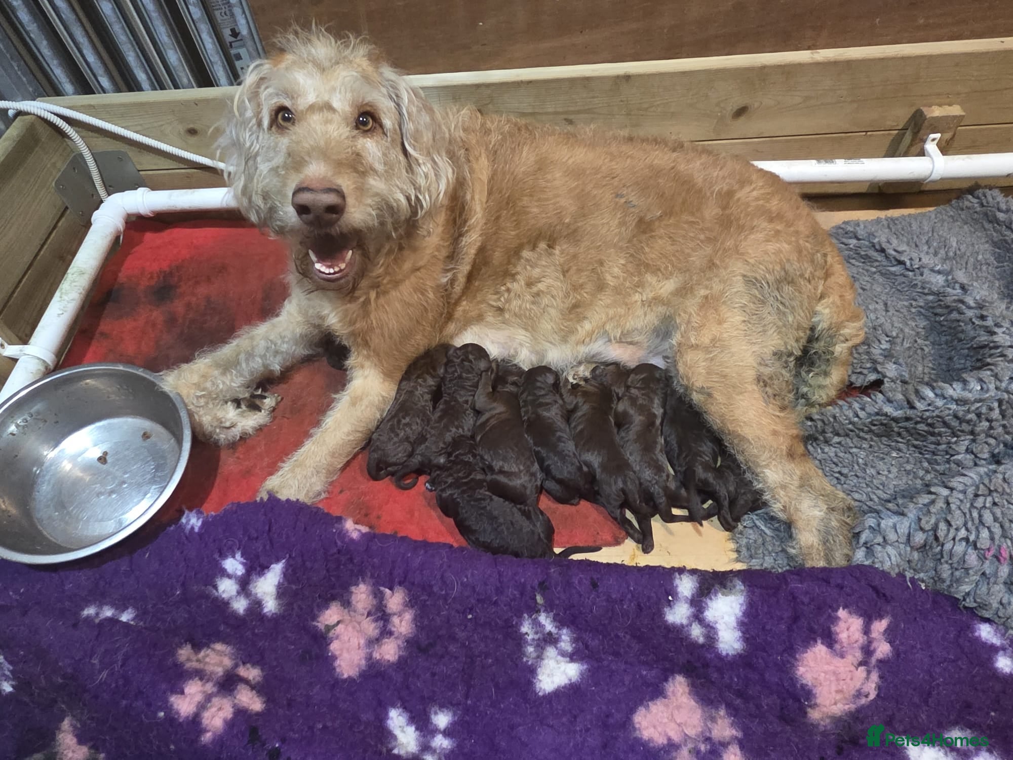 Goldendoodle dogs DELIGHTFUL WELL BRED DOODLES - Advert 4