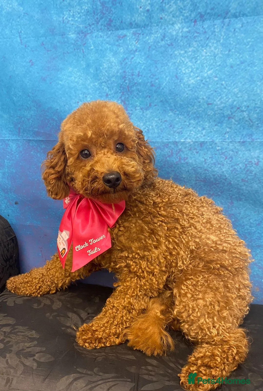 Toy Poodle dogs for sale: Toy poodle - Advert 11