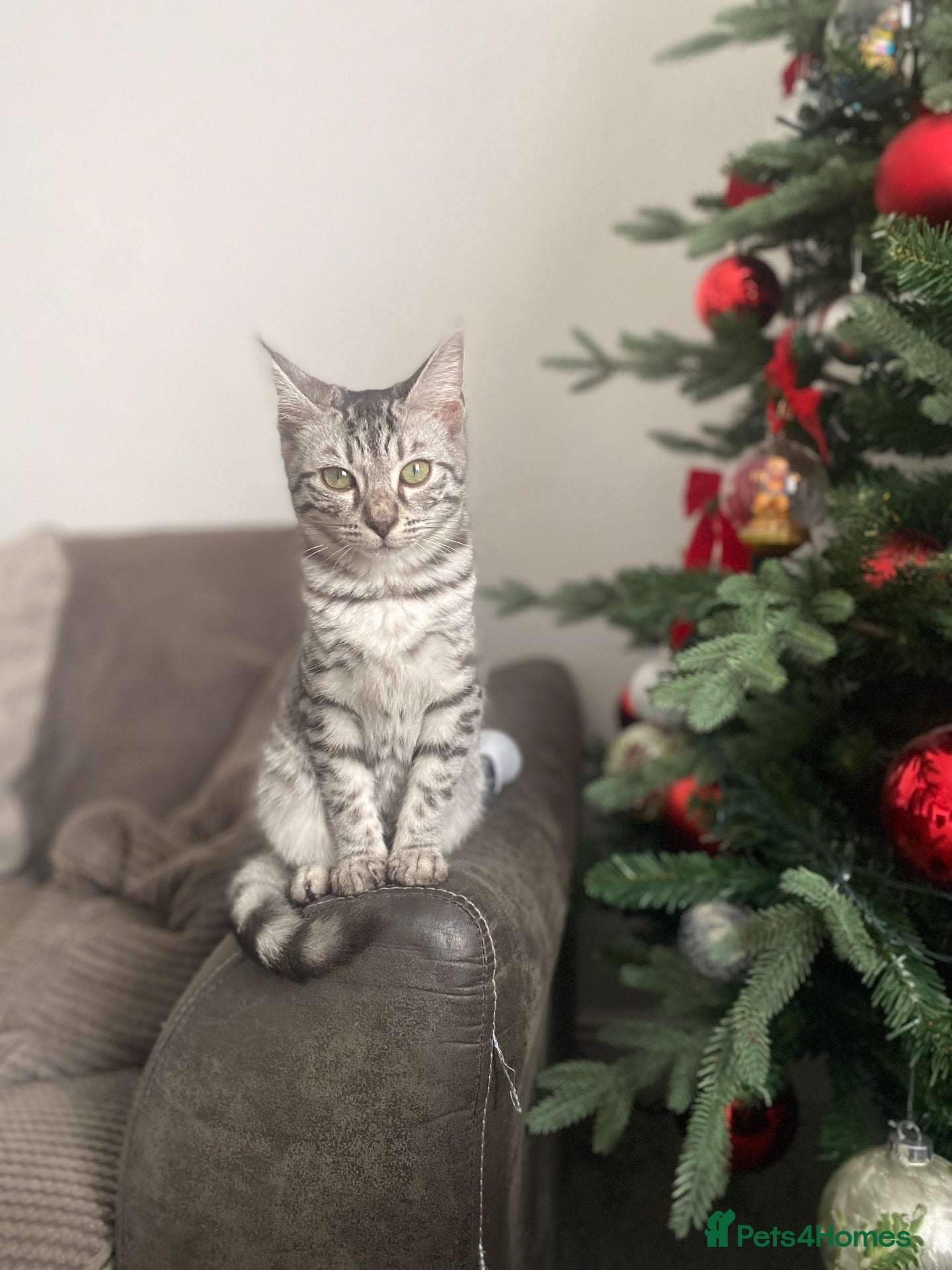 Mixed Breed cats for sale: Mixed breed  - Advert 22