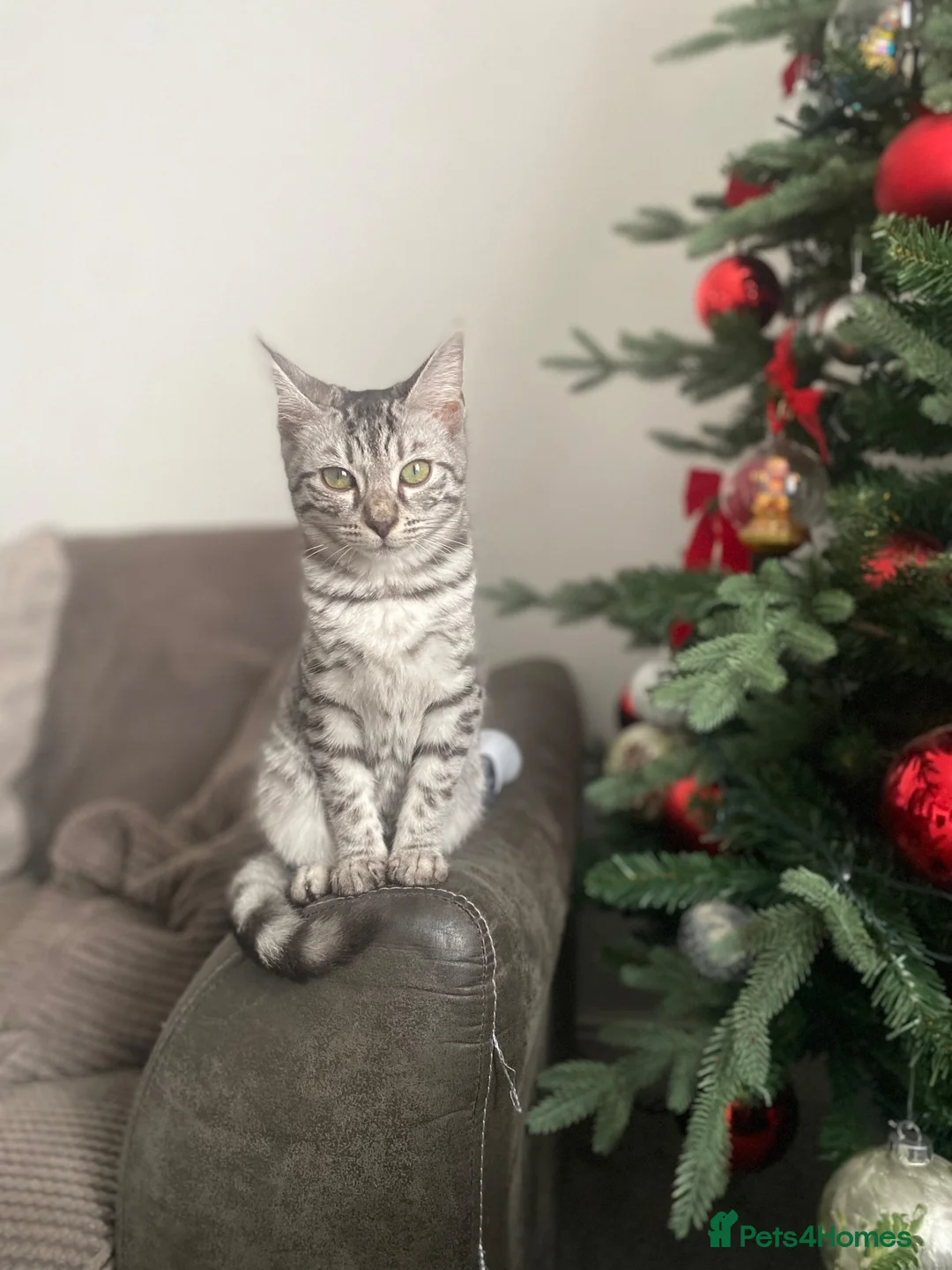 Mixed Breed cats for sale: Mixed breed  - Advert 1