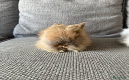 Lionhead rabbits for sale: Lion head  8weeks old  in Swadlincote - Image 3