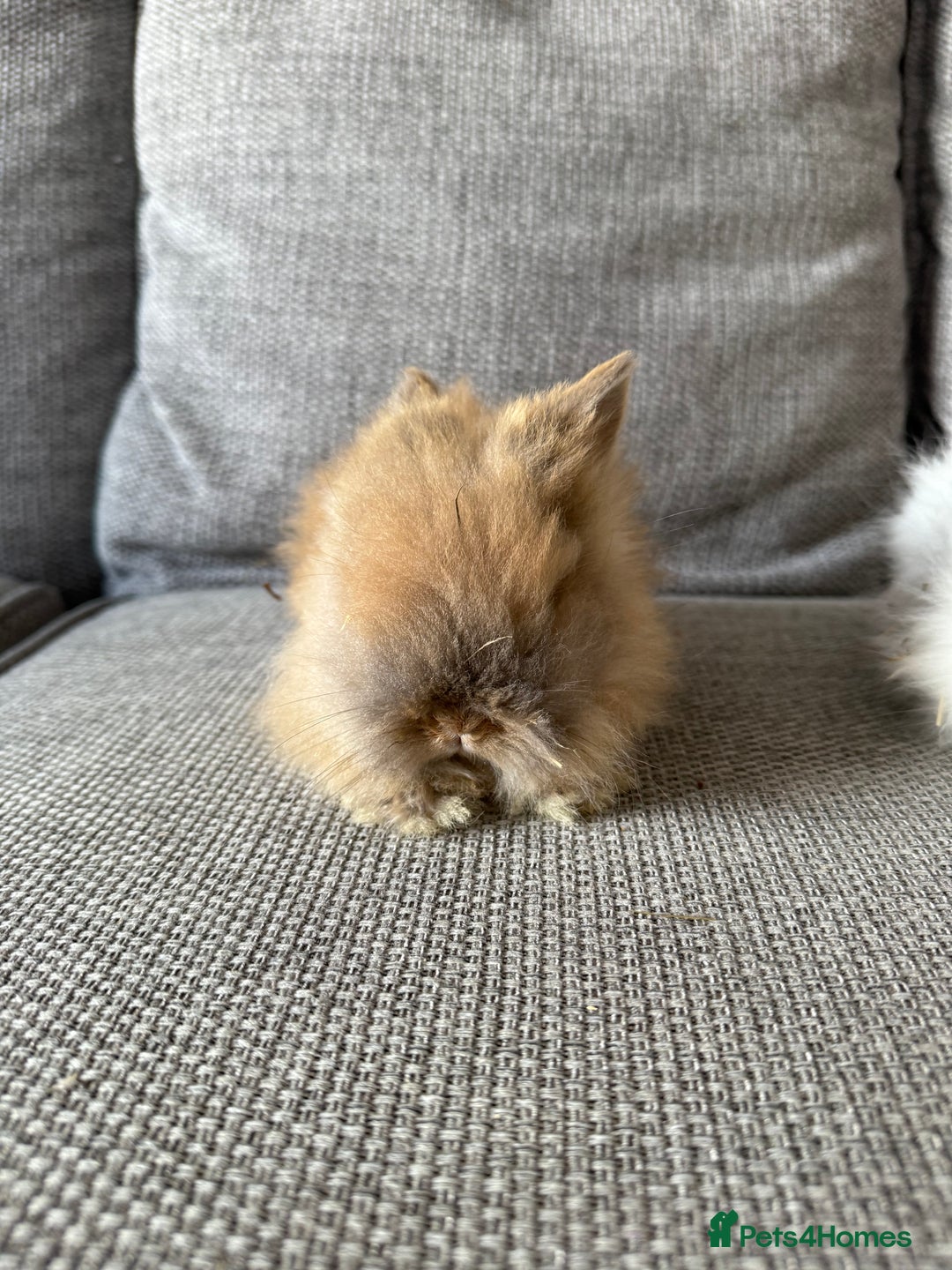 Lionhead rabbits for sale: Lion head  8weeks old  in Swadlincote - Image 3