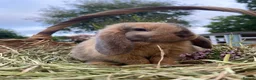 Mini Lop rabbits for sale: Mini Lop Rabbits for sale  - Advert 12