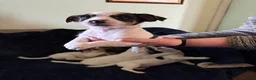 Jack Russell dogs for sale: Rough haired Jack Russell  in Burnley - Advert 9