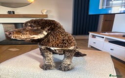 Mixed Breed dogs for sale: SprockerPoo Puppies ready 16/12 - Advert 11