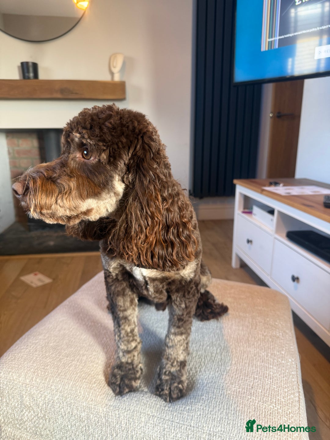 Mixed Breed dogs for sale: SprockerPoo Puppies ready 16/12 - Advert 11