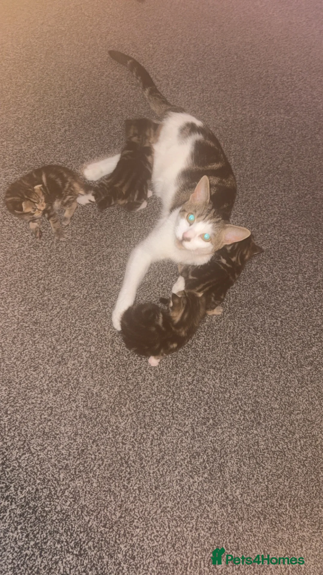 Mixed Breed cats for sale: 4 beautiful tabby kittens  - Advert 2