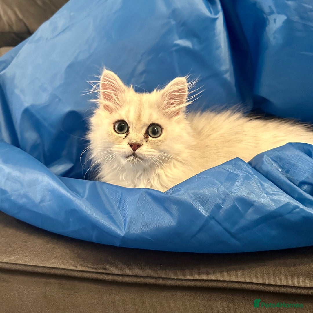 Persian cats for sale: Pure Persian chinchilla kittens  - Image 17