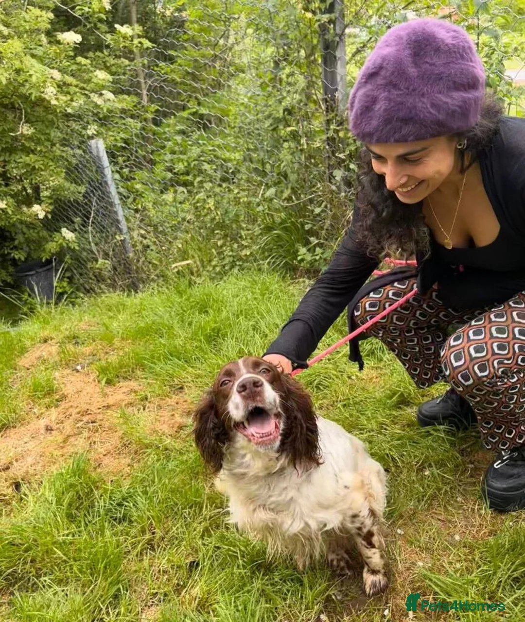 English Setter dogs for adoption: Jara  in Newcastle upon Tyne - Advert 8