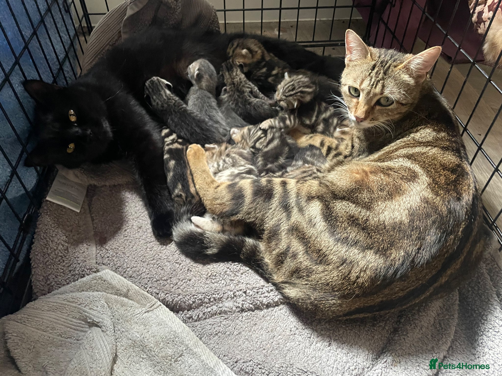 Bengal cats Stunning Racing Striped 3/4 Bengal Kittens! - Advert 1