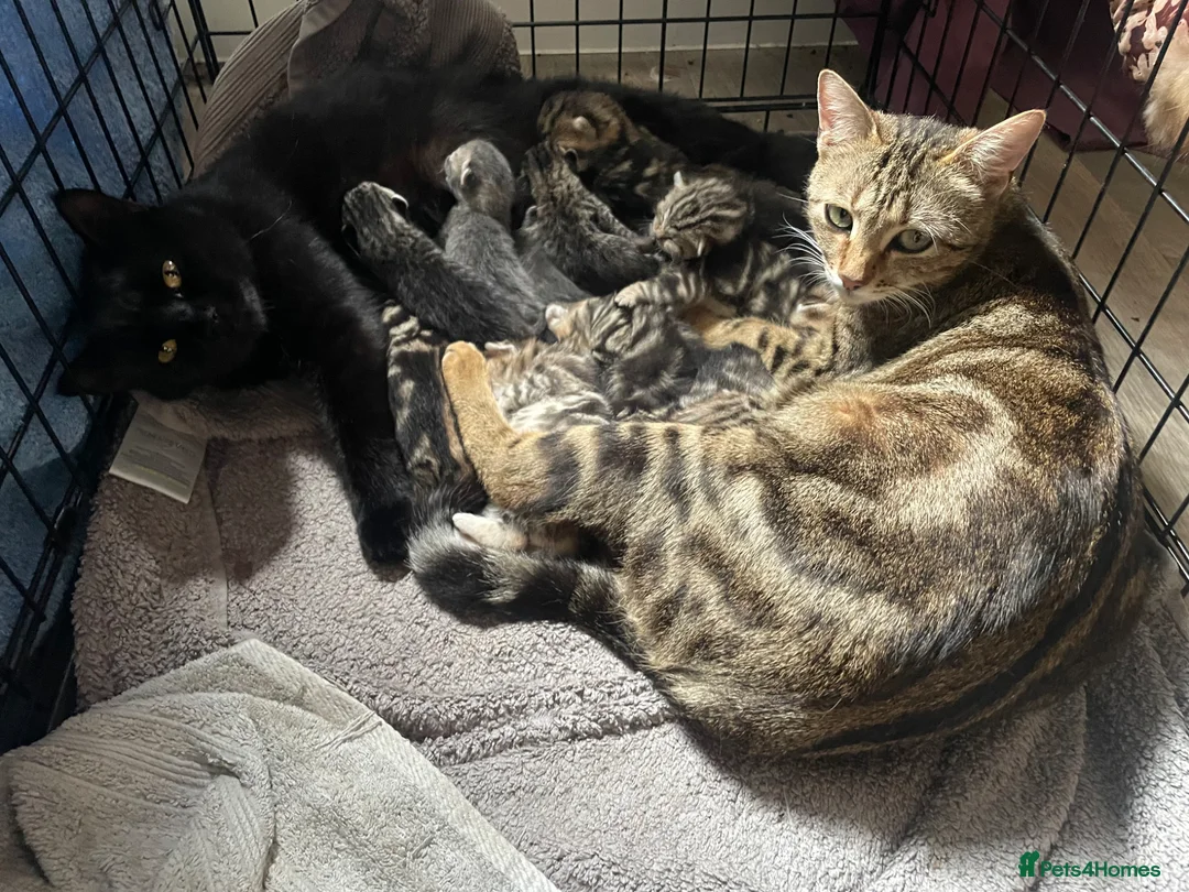 Bengal cats for sale: Stunning Racing Striped 3/4 Bengal Kittens! - Advert 1