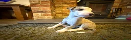 Whippet dogs for sale: KC Registered Whippet Puppies – Home Reared, - Advert 29