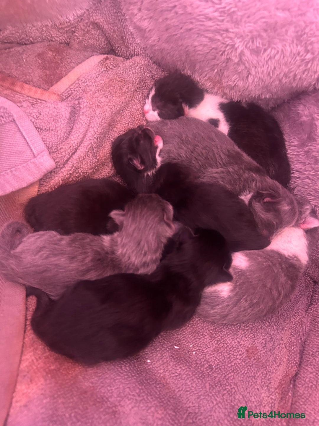 Ragdoll cats for sale: OPEN TO OFFERS!BEAUTIFUL RAGDOLL X SIAMESE KITTENS - Image 8