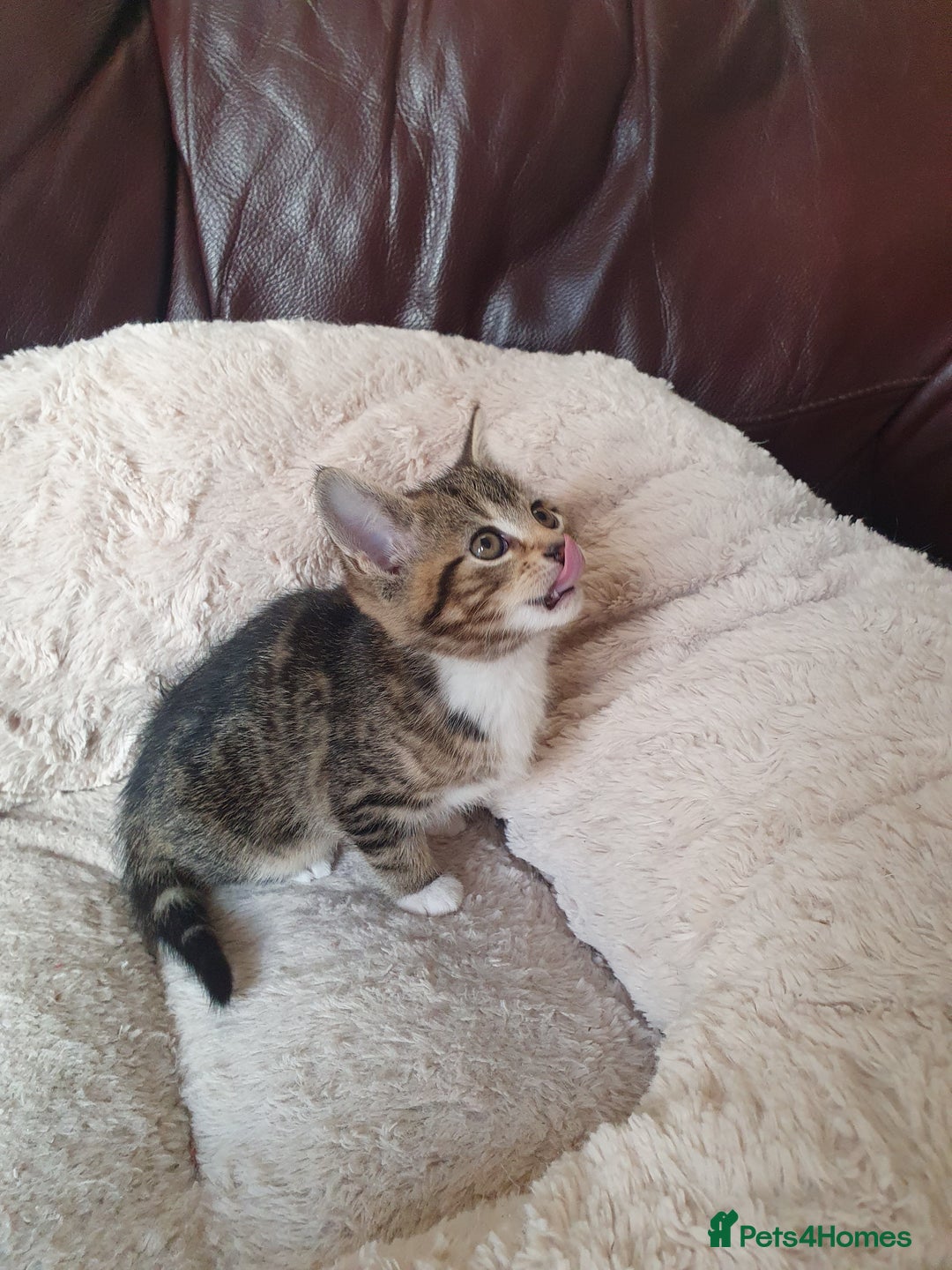 Mixed Breed cats for sale: Maine Coon mixed breed  - Advert 3