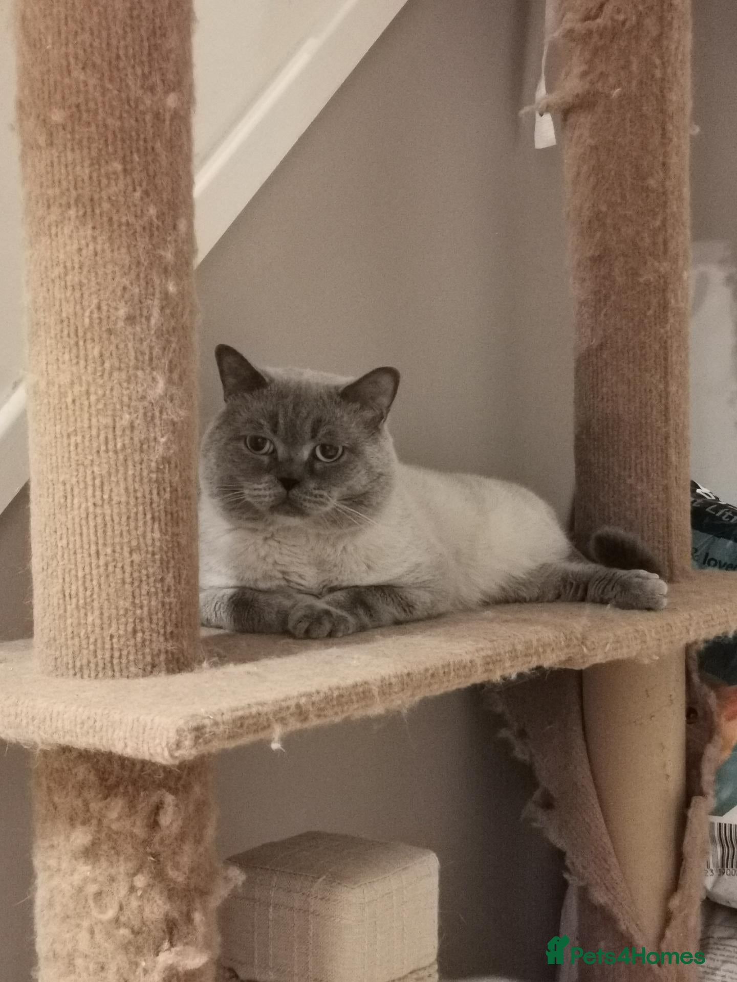 British Shorthair cats for sale: GCCF registered British Shorthair Points  - Advert 2