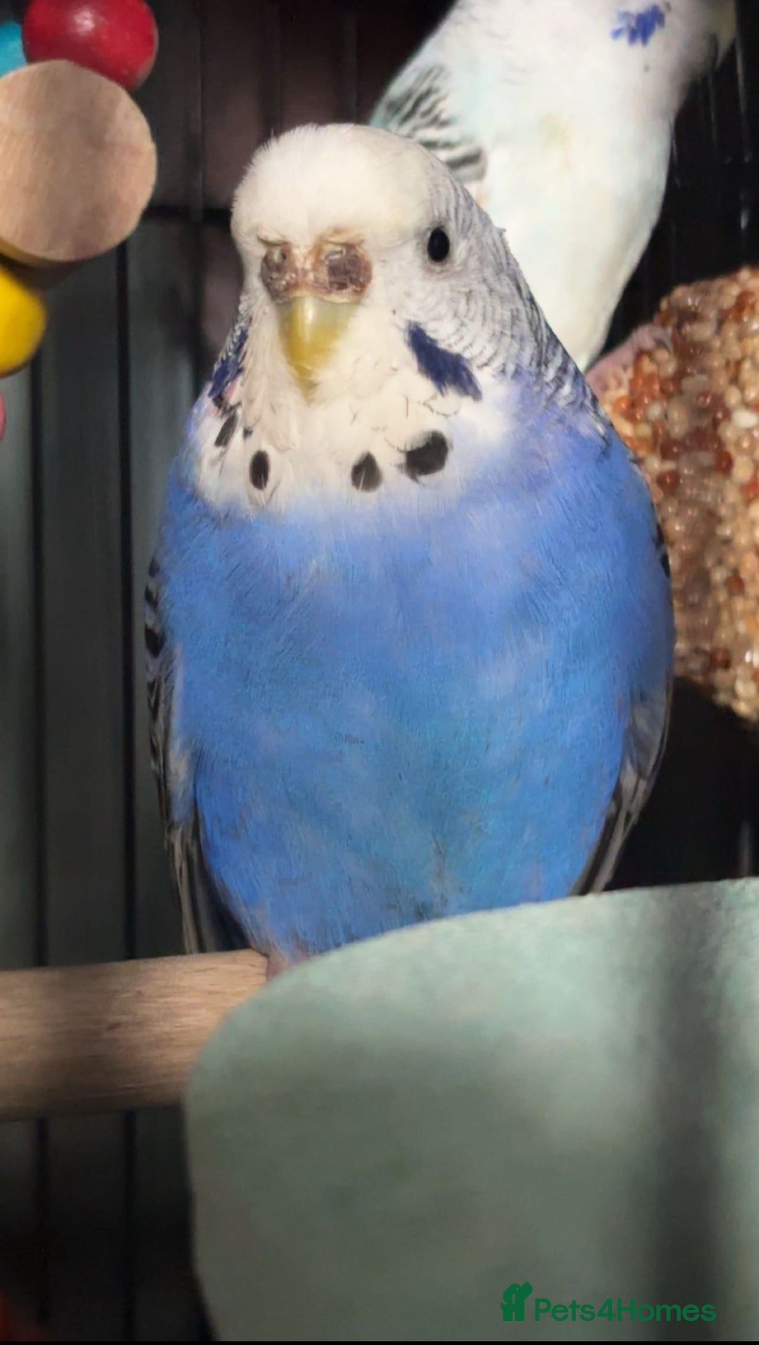 Budgerigars birds for sale: Aviary budgies - Image 5