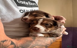 Mixed Breed dogs for sale: Mixbreed beautiful puppies  - Image 4