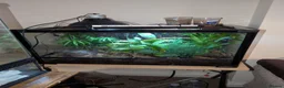 Gecko reptiles for sale: Mourning geckos  - Advert 2